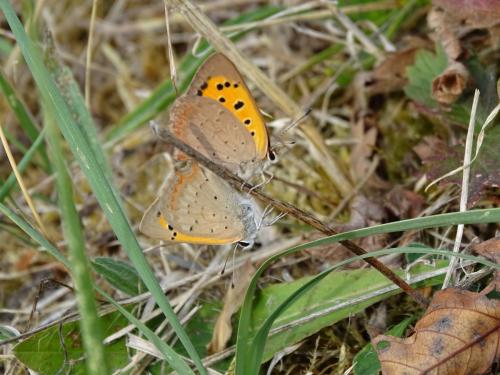 Lycaena phlaeas
